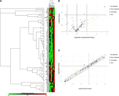 Heme Oxygenase-1 Protects Hair Cells From Gentamicin-Induced Death